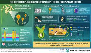 Role of rapid alkalinization factors (RALFs) in pollen tube growth in rice