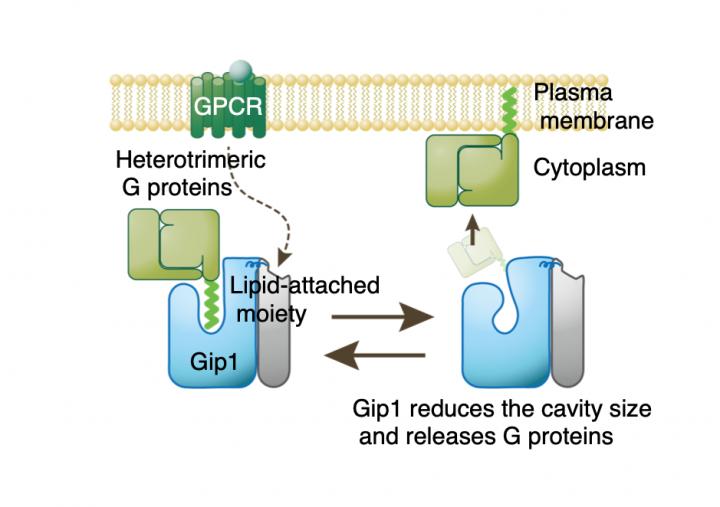 A Schematic Showing Gip1 Sequestration of G Proteins in the Cytosol