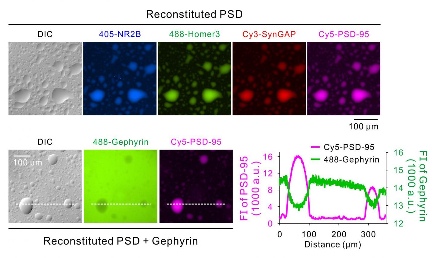 PSD Condensates in Solution