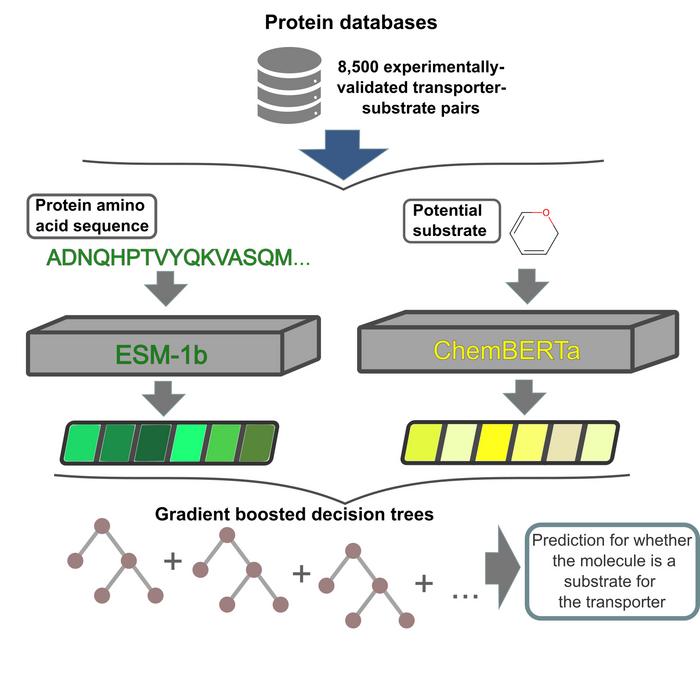 Schematic diagram of the prediction process