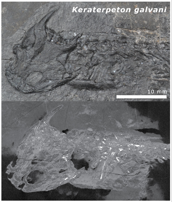 A photograph of the Jarrow amphibian Keraterpeton galvani on top and a CT-image of K. galvani below showing the alteration in the bones