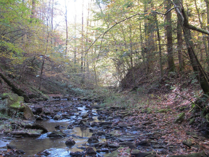 Study headwater stream