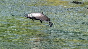 Adult spring-run Chinook salmon