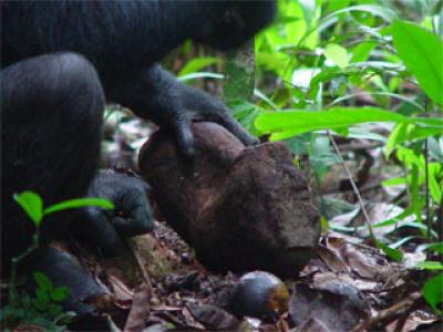 Chimpanzee Stone Age