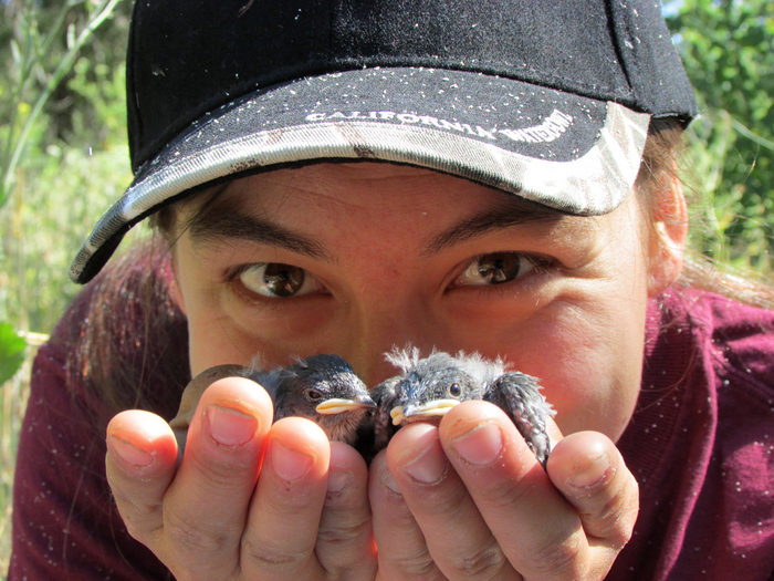 Student intern with tree swallow nestlings