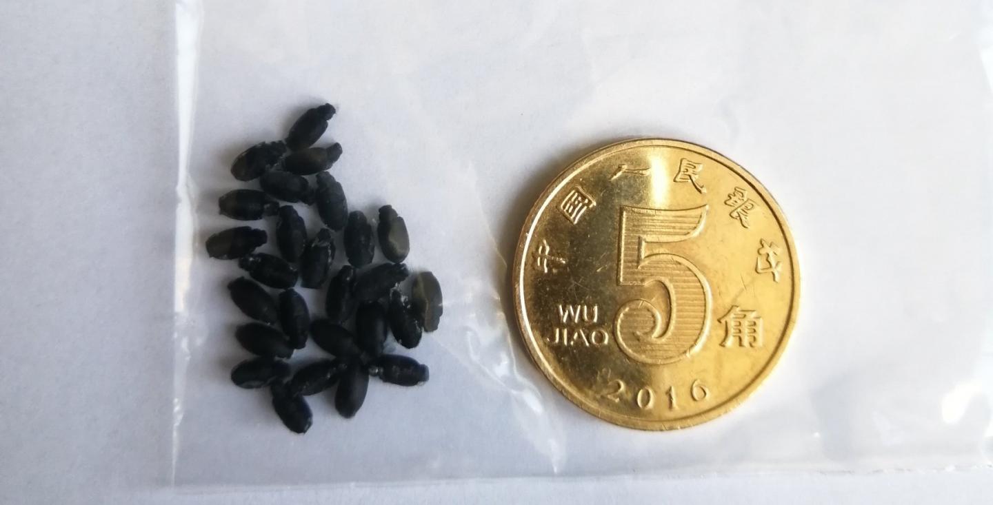 Cluster, Size of 3D-Printed Beetles