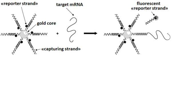 The Interaction Between an RNA Probe and Target mRNA