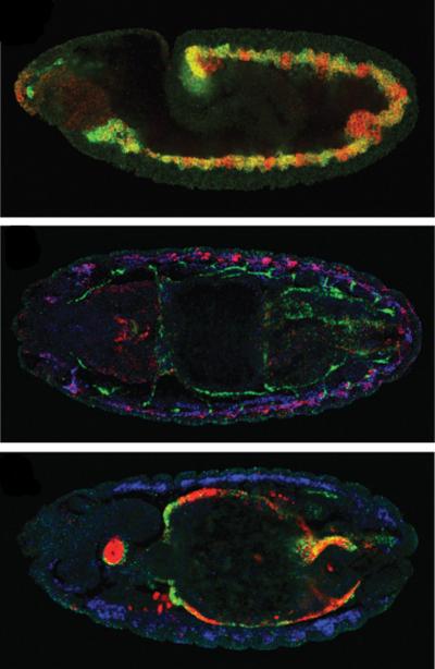 CRM Activity Drives Development of Different Drosophyla Muscle Types