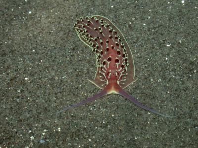 <i>Cerberilla chavezi</i>