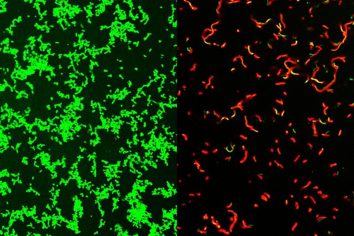 Before and after images of Streptococcus pyogenes treated with GmpCide