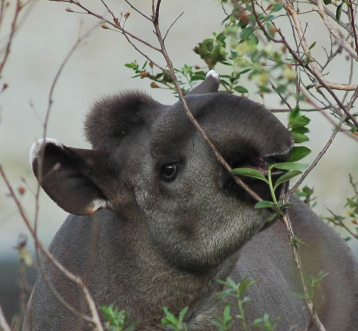 Tapir