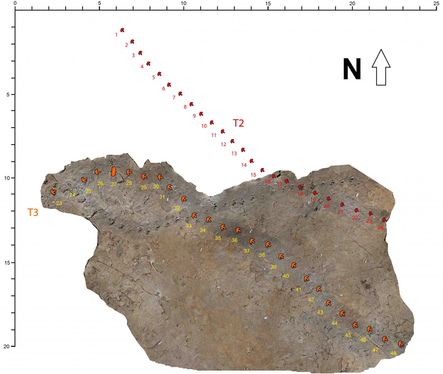 Megalosauripus Tracks