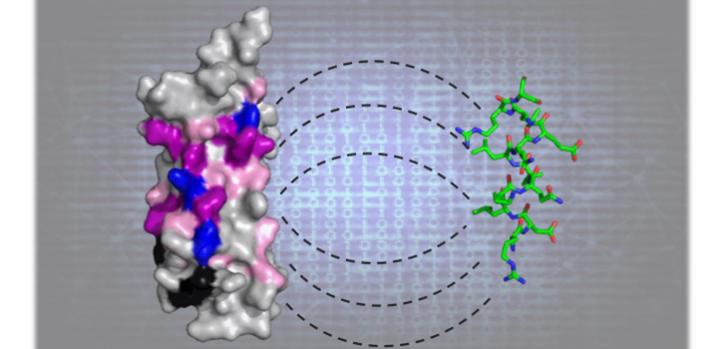 LD Motif Finder Locates Ancient Hidden Protein Patterns