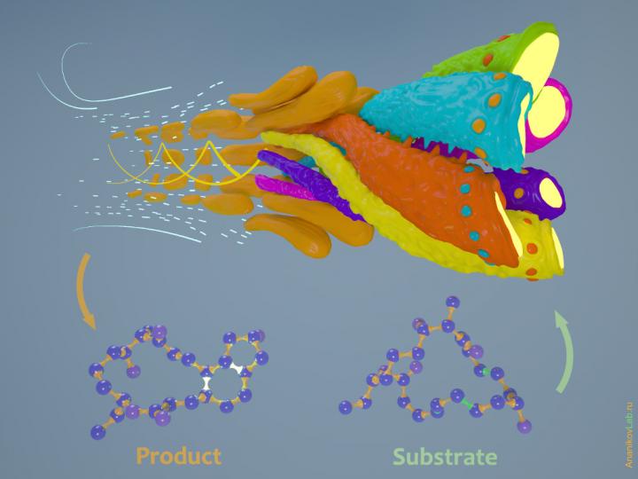 Catalyst, Product, and Substrate