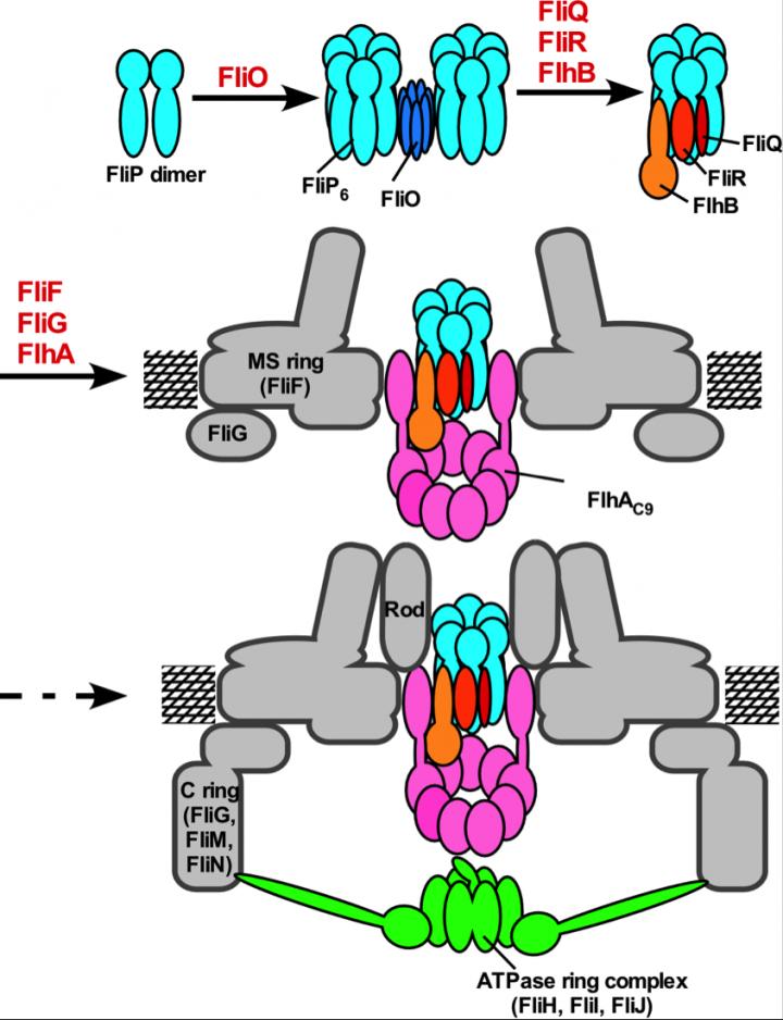 Figure 3. Model for the Assembly Process of the Flagellar Export Apparatus