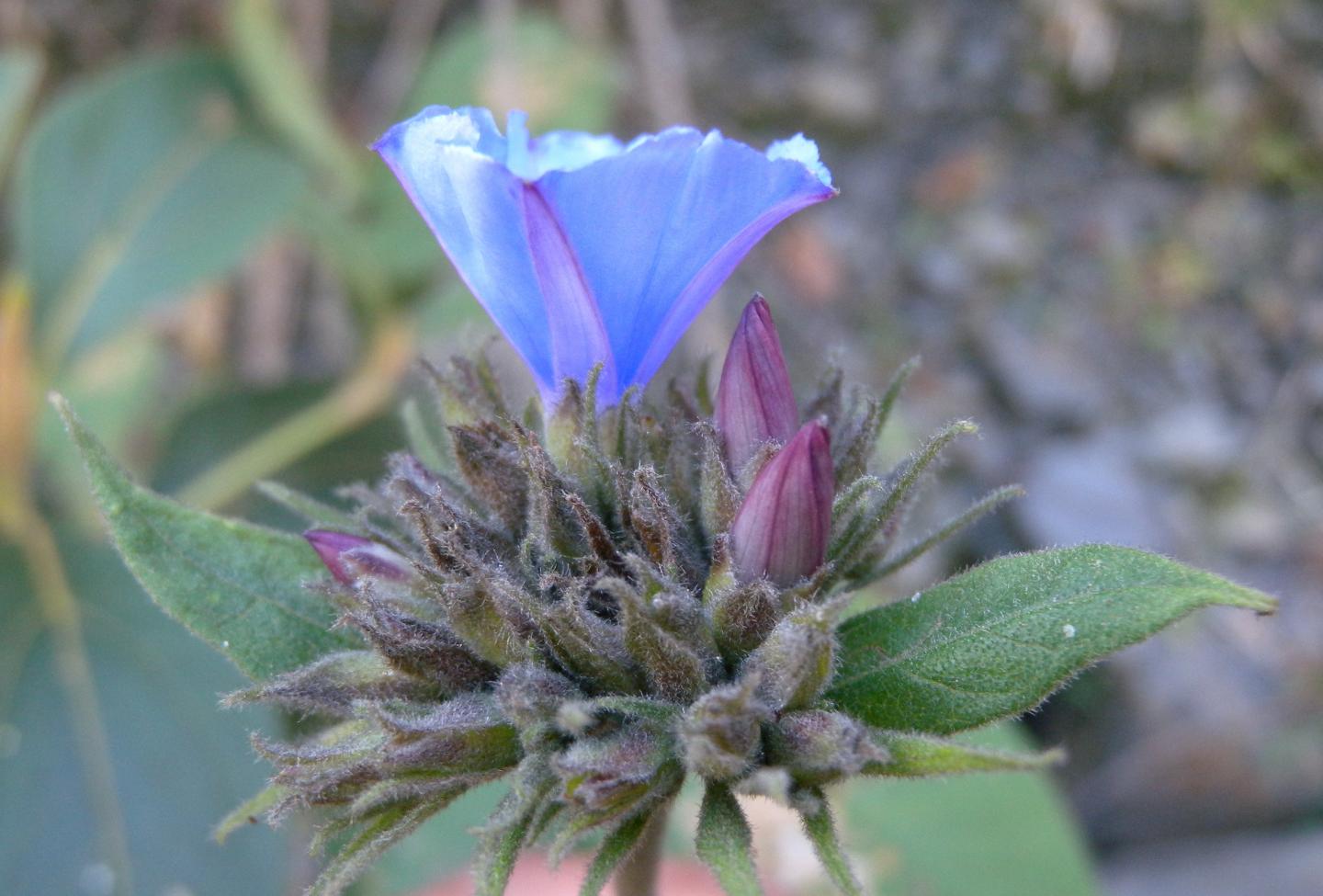 Jacquemontia longipedunculata