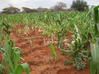 Maize Crop in Kenya