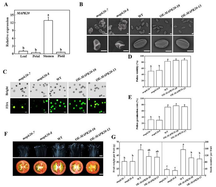 Functional analysis of MAPK20 in pollen development and germination.