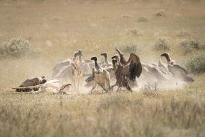 White-backed vultures and a jackal at a carcass