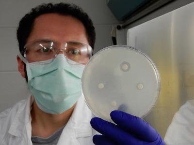 <i>Candida albicans</i>