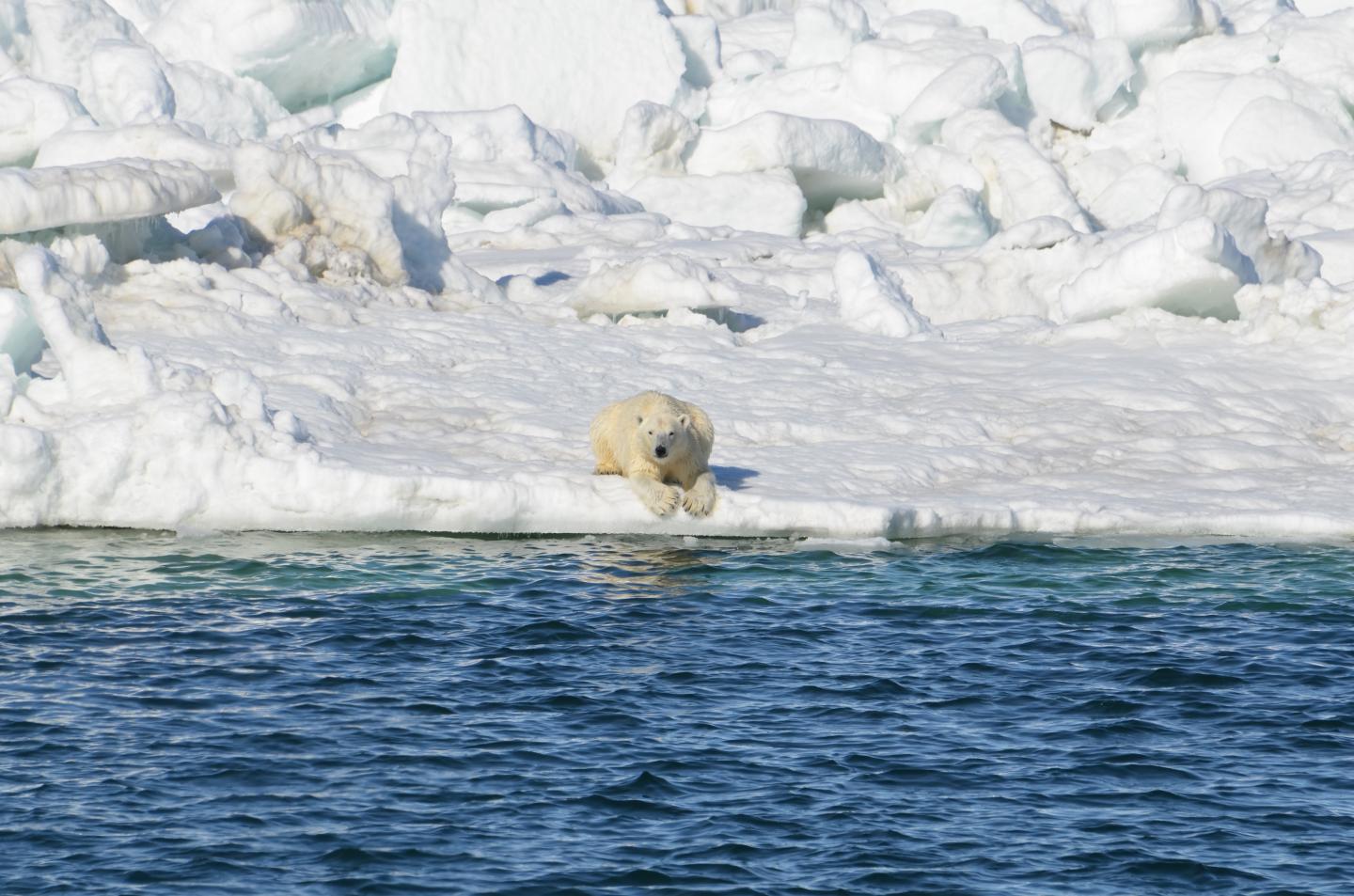 Increasing Loss of Spring Sea Ice Taxes Polar Bear Metabolism (2 of 11)