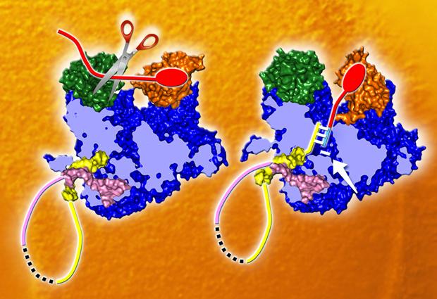 Strucuture of Complete Flu Polymerase