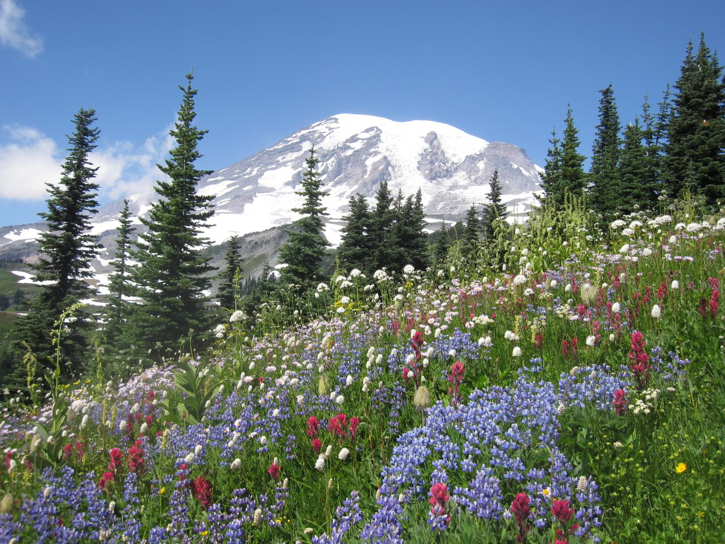 Mount Rainier Wildflowers in the Summer