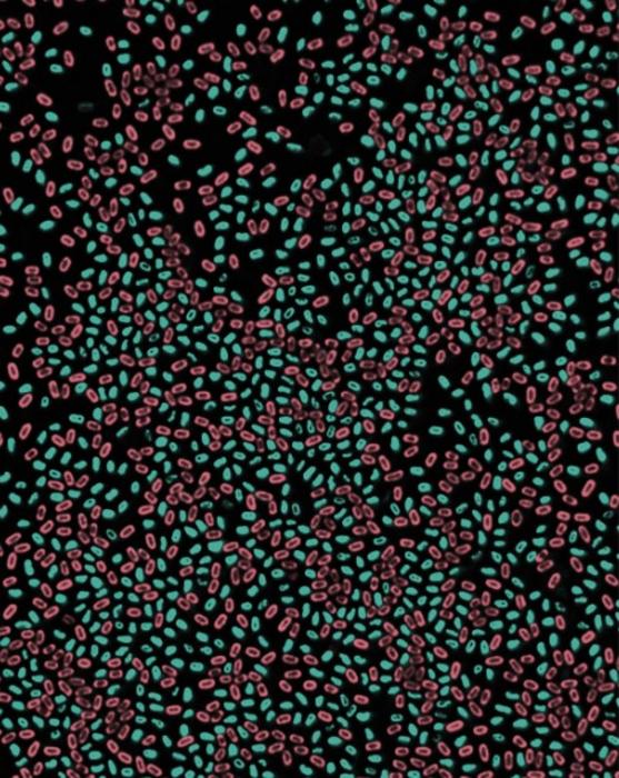 Visualizing Bacillus subtilis Spores