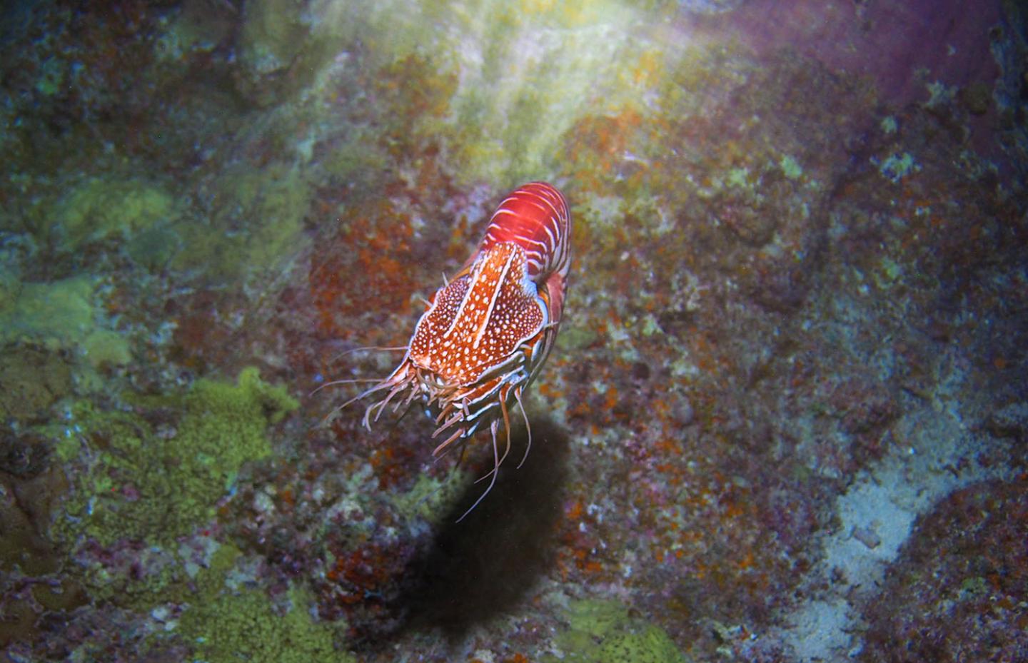 <em>Nautilus pompilius</em>