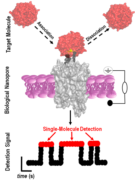 Biological nanopore-based sensor