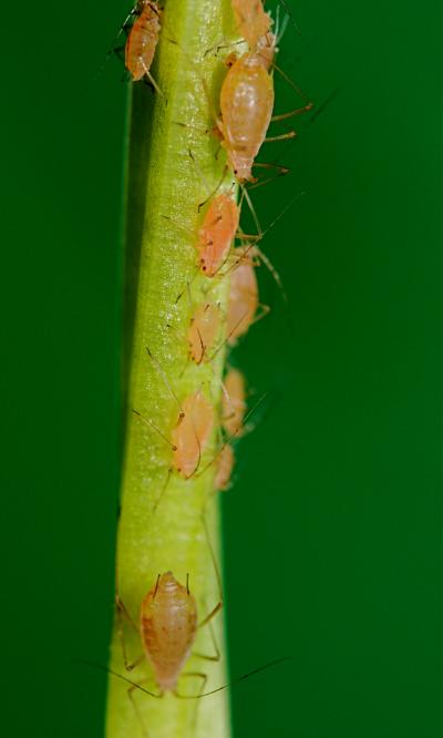Pea Aphids