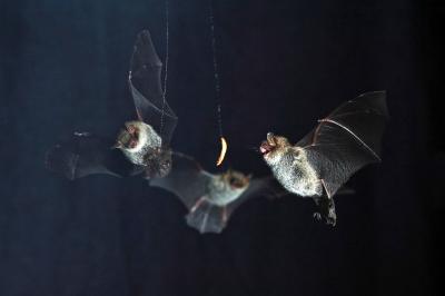 Bat Catches Prey