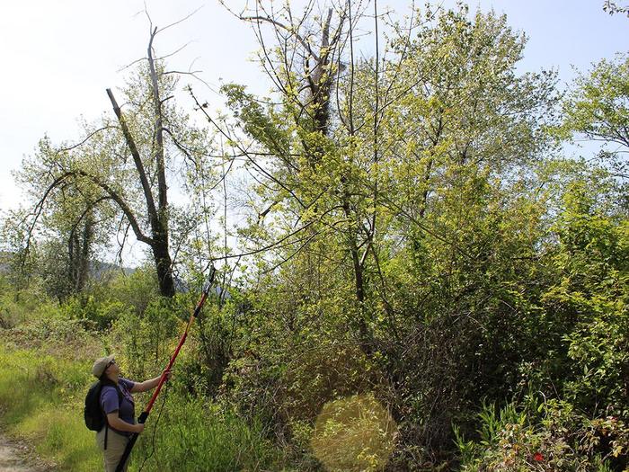 Collecting ash tree samples using tools