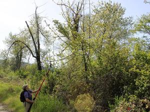 Collecting ash tree samples using tools