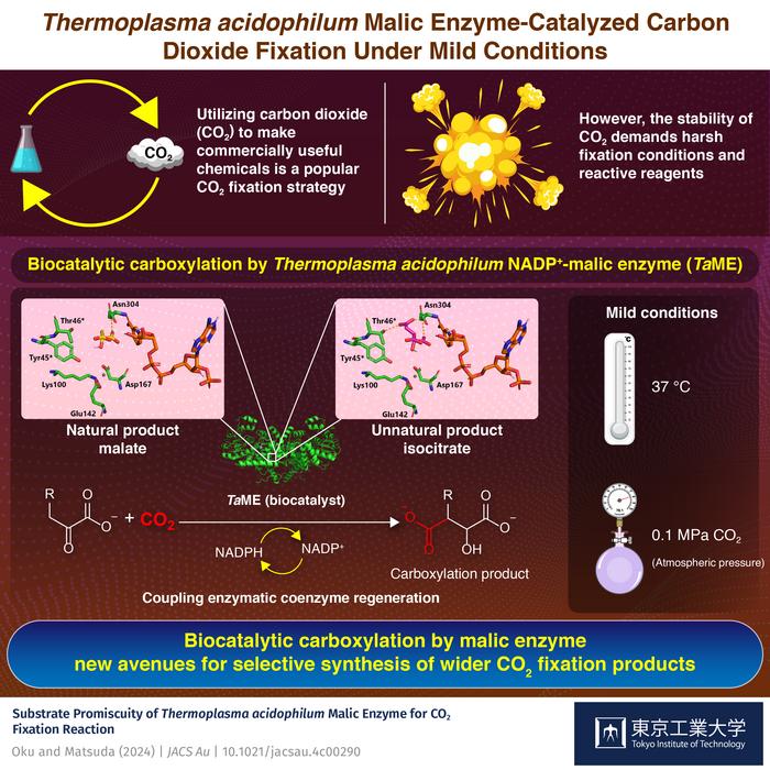 Thermoplasma acidophilum Malic Enzyme-Catalyzed Carbon Dioxide Fixation under mild conditions