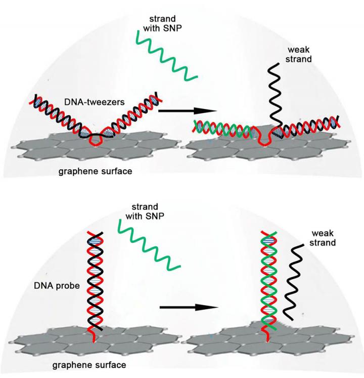 Cartoon: DNA Strand Displacement with DNA-tweezers and Zipper Probe 2