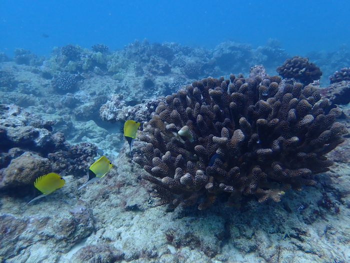 Half of the world’s coral reefs may face unsuitable conditions by 2035