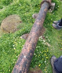 Common eider nesting