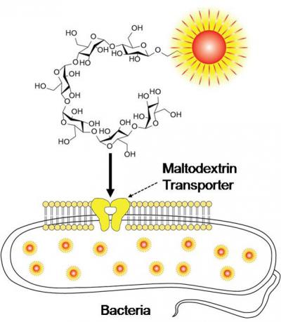 Maltodextrin-based Imaging Probes