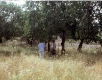 Triticum Dicoccoides in Yehudiyya, Israel