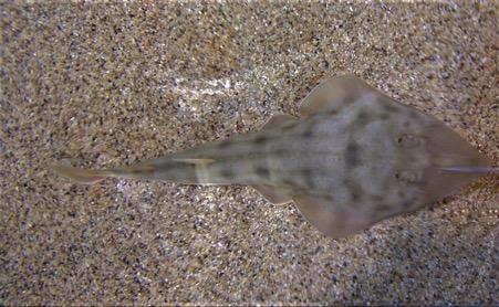 Guitarfish from the Gulf of California Photo- Jonathan Sandoval-Castillo