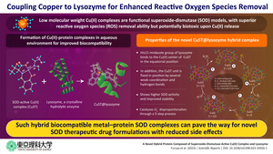 Coupling Copper [Cu(II)] with lysozyme can enhance the removal of reactive oxygen species (ROS).