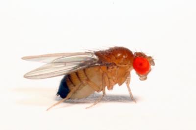 <i>Drosophila yakuba</i>