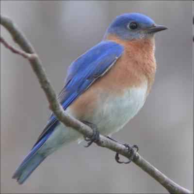 Male Eastern Bluebird 