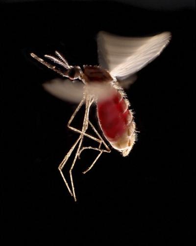 <I>Anopheles stephensi</I>