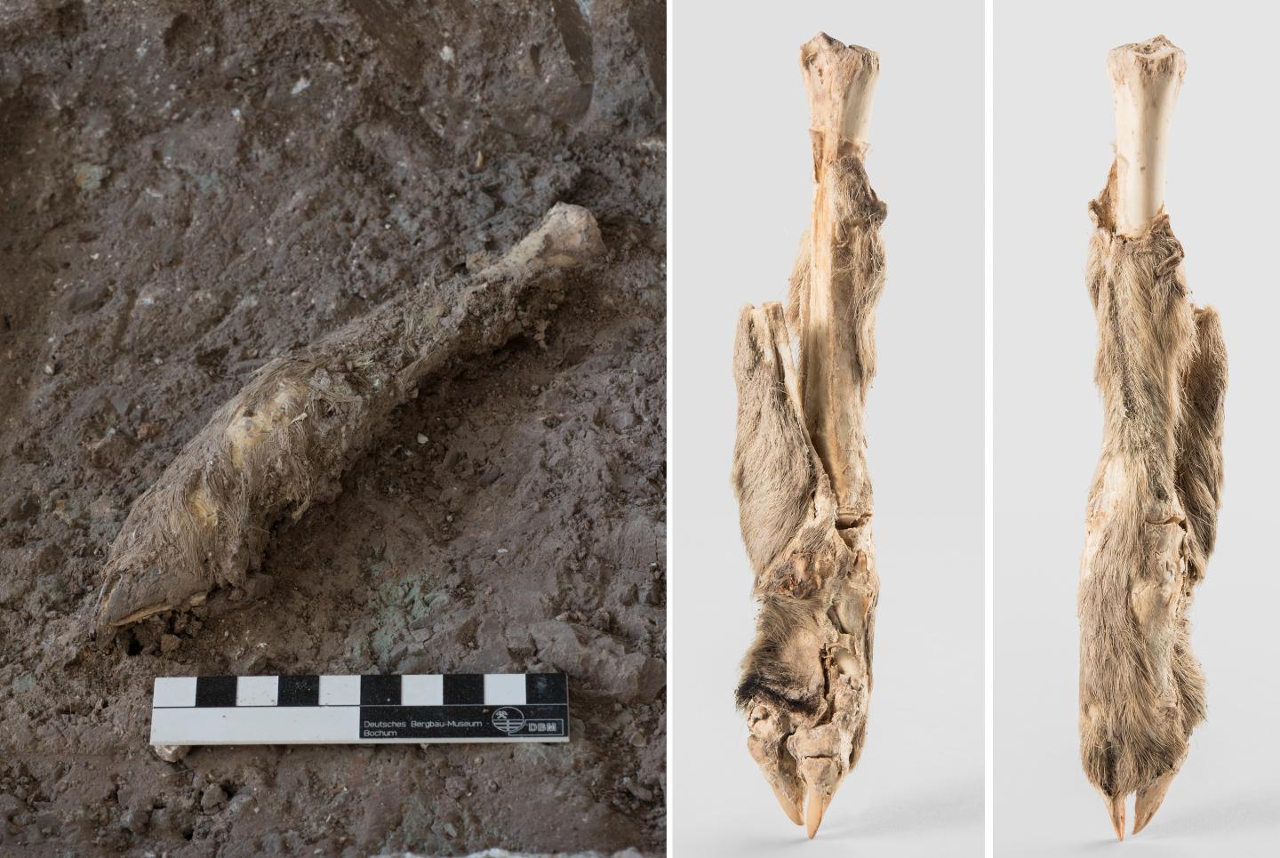 The mummified sheep leg.