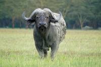 A Grazing Buffalo