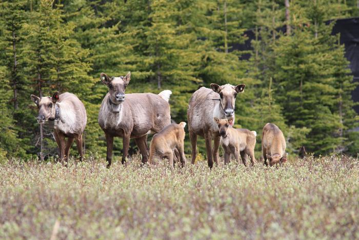 Southern mountain caribou