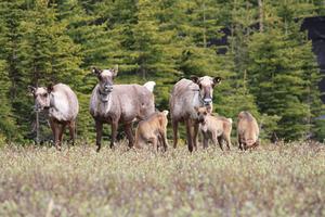 Southern mountain caribou