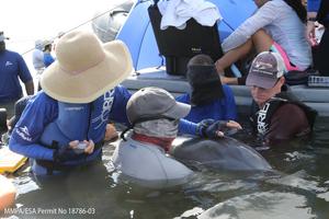 First evidence of microplastic inhalation among free-ranging small cetaceans